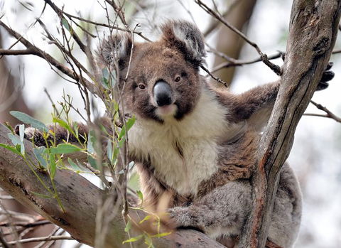 Kangaroo Island In A Day Tour From Adelaide - Accommodation Fremantle 27