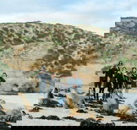 Small-Group Kangaroo Island 4WD Tour from Adelaide - Accommodation Fremantle