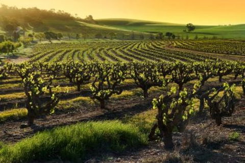Adelaide Super Saver: Adelaide City Sightseeing Tour Plus Barossa Valley And Hahndorf Tour - Accommodation Fremantle 1