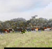Waitpinga Farm Quad-Bike Tour - Accommodation Fremantle