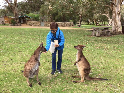 Adelaide Highlights And Hahndorf Tour With Optional River Cruise - Accommodation Fremantle 3