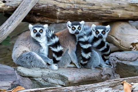 Adelaide Zoo Behind The Scenes Experience: Lemur Feeding - Accommodation Fremantle 1