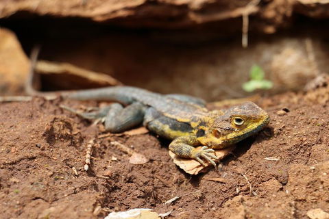 Morialta Wilderness And Wildlife Hike - Day Trip From Adelaide - Accommodation Fremantle 1