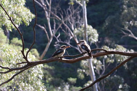 Morialta Wilderness And Wildlife Hike - Day Trip From Adelaide - Accommodation Fremantle 5