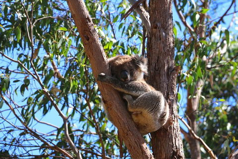 Morialta Wilderness And Wildlife Hike - Day Trip From Adelaide - Accommodation Fremantle 3