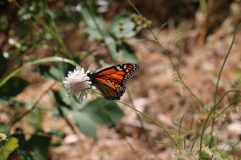 Morialta Wilderness And Wildlife Hike - Day Trip From Adelaide - Accommodation Fremantle 4