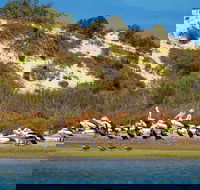 Murray Mouth Cruise - Accommodation Fremantle