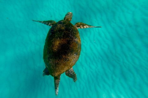 Moreton Island Day Trip (Kayak, Snorkel & Sandboard) Frm Brisbane Or Gold Coast - Accommodation Fremantle 9