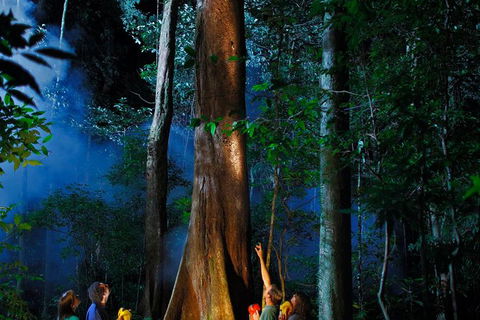 Daintree Rainforest Night Walk From Cape Tribulation - Accommodation Fremantle 1