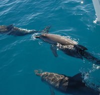 Fraser Island  Dolphin Sailing Adventure - Accommodation Fremantle
