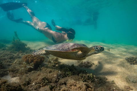 Half Day Low Isles Snorkelling Tour From Port Douglas - Accommodation Fremantle 6