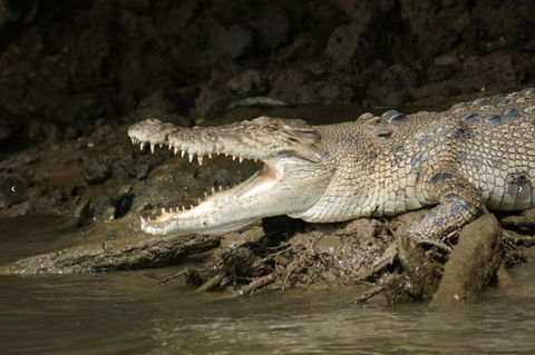 Daintree River Cruise - Accommodation Fremantle 1