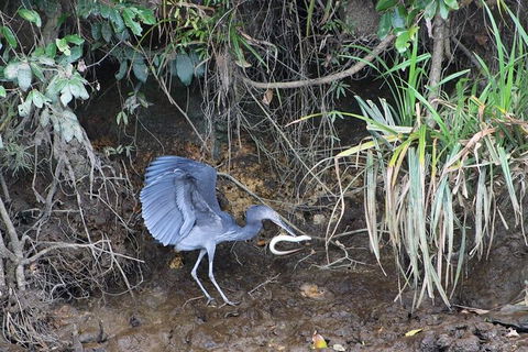 Daintree River Cruise - Accommodation Fremantle 4