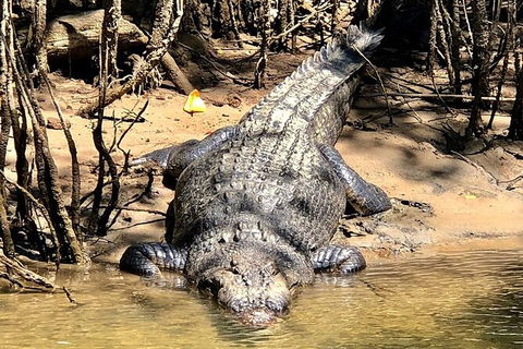 Daintree River Cruise - Accommodation Fremantle 9