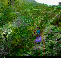 Tamborine Mountain Daily Service Treetop Challenge and Thunderbird Park - Accommodation Fremantle