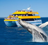Spirit of Hervey Bay Whale Watching Cruise - Accommodation Fremantle