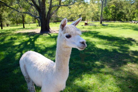 Half Day Animal Tour - Accommodation Fremantle 0