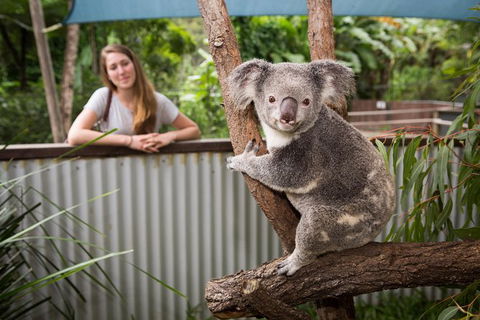 Hartley\'s Crocodile Adventures Day Trip From Palm Cove - Accommodation Fremantle 3