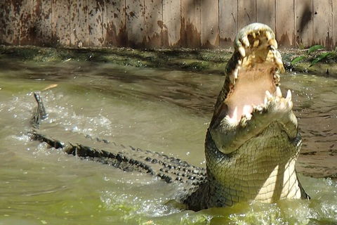 Hartley\'s Crocodile Adventures Day Trip From Palm Cove - Accommodation Fremantle 4