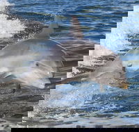 Noosa Oceanrider Scenic Dolphin Safari - Accommodation Fremantle
