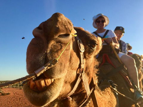 Uluru Small-Group Tour By Camel At Sunrise Or Sunset - Accommodation Fremantle 7