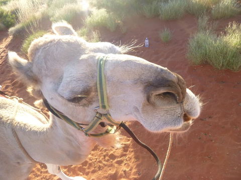 Uluru Small-Group Tour By Camel At Sunrise Or Sunset - Accommodation Fremantle 10