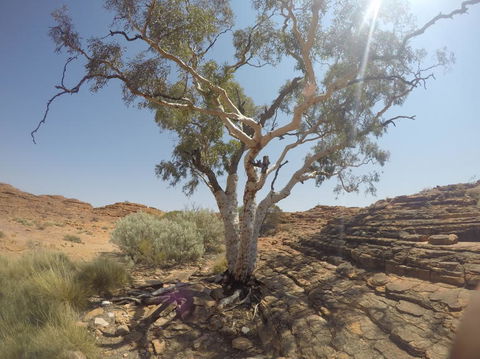 Kings Canyon Day Trip From Ayers Rock - Accommodation Fremantle 3