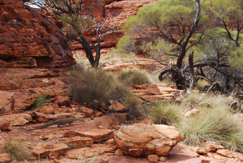 Kings Canyon Day Trip From Ayers Rock - Accommodation Fremantle 24