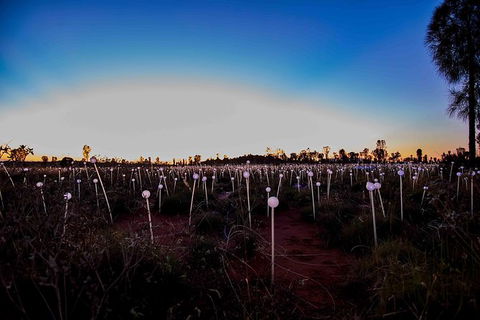 Uluru Field Of Light Sunrise Tour - Accommodation Fremantle 8