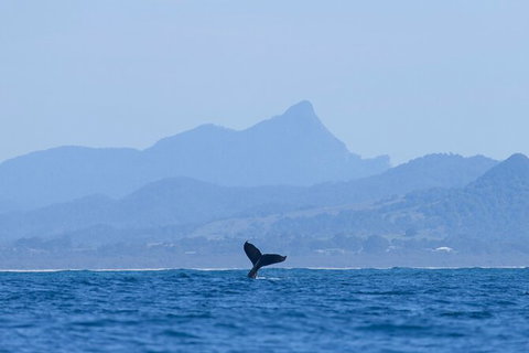 The Byron Bay Sea Kayak Tour - Accommodation Fremantle 10