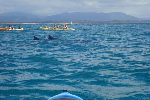 The Byron Bay Sea Kayak Tour - Accommodation Fremantle 4