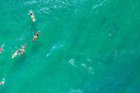 The Byron Bay Sea Kayak Tour - Accommodation Fremantle 5