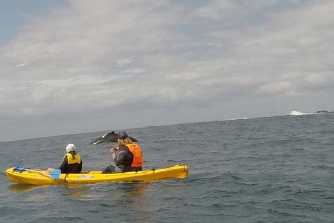 The Byron Bay Sea Kayak Tour - Accommodation Fremantle 6