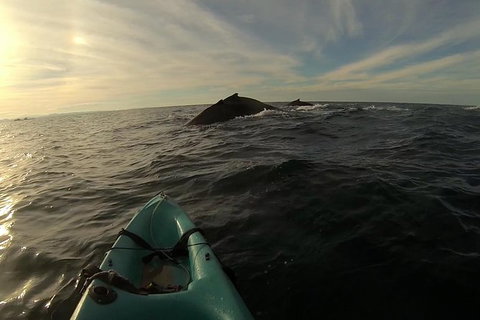 The Byron Bay Sea Kayak Tour - Accommodation Fremantle 3