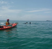 Kayaking with Dolphins in Byron Bay Guided Tour - Accommodation Fremantle