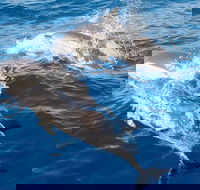 Port Stephens Day Tour From Sydney Including 4WD Sandboarding and Dolphins - Accommodation Fremantle