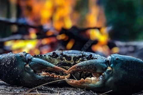 Pot To Plate Adventure - Accommodation Fremantle 11
