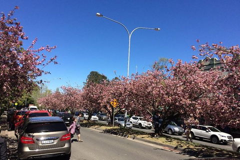 All-Day Blue Mountains Private Tour With Professional Guide For Up To 4 People - Accommodation Fremantle 16