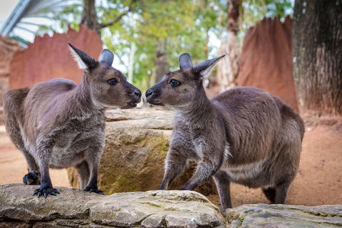 WILD LIFE Sydney Entrance Ticket - Accommodation Fremantle 1