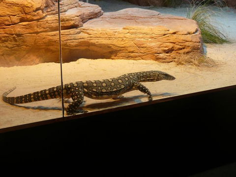 WILD LIFE Sydney Entrance Ticket - Accommodation Fremantle 17