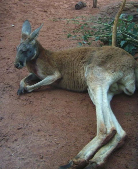 WILD LIFE Sydney Entrance Ticket - Accommodation Fremantle 13