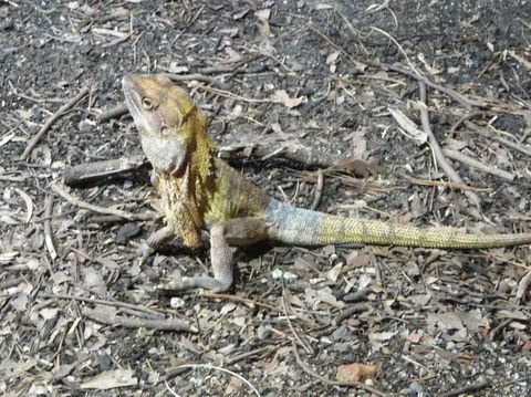 WILD LIFE Sydney Entrance Ticket - Accommodation Fremantle 9