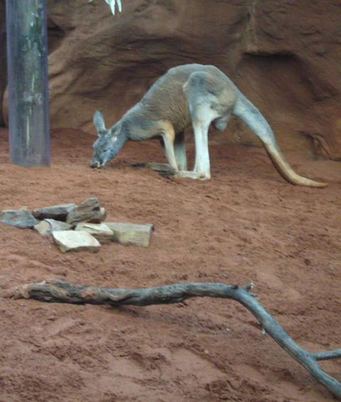 WILD LIFE Sydney Entrance Ticket - Accommodation Fremantle 14