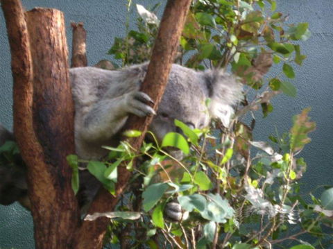WILD LIFE Sydney Entrance Ticket - Accommodation Fremantle 16