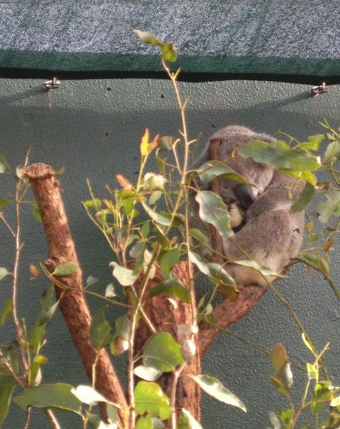 WILD LIFE Sydney Entrance Ticket - Accommodation Fremantle 15
