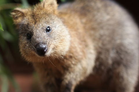 WILD LIFE Sydney Entrance Ticket - Accommodation Fremantle 23