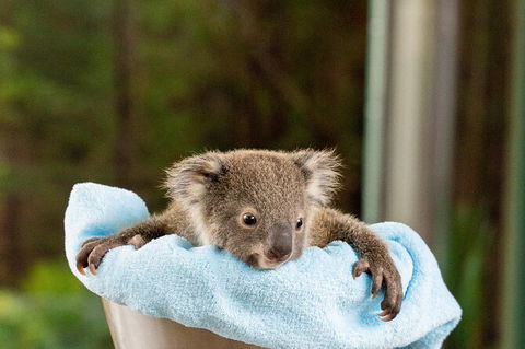 WILD LIFE Sydney Entrance Ticket - Accommodation Fremantle 25