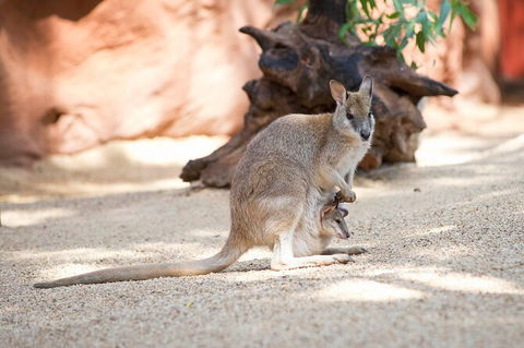 WILD LIFE Sydney Entrance Ticket - Accommodation Fremantle 21