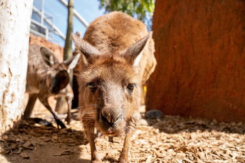 WILD LIFE Sydney Entrance Ticket - Accommodation Fremantle 24