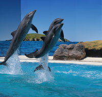 Dolphin Marine Conservation Park - Accommodation Fremantle